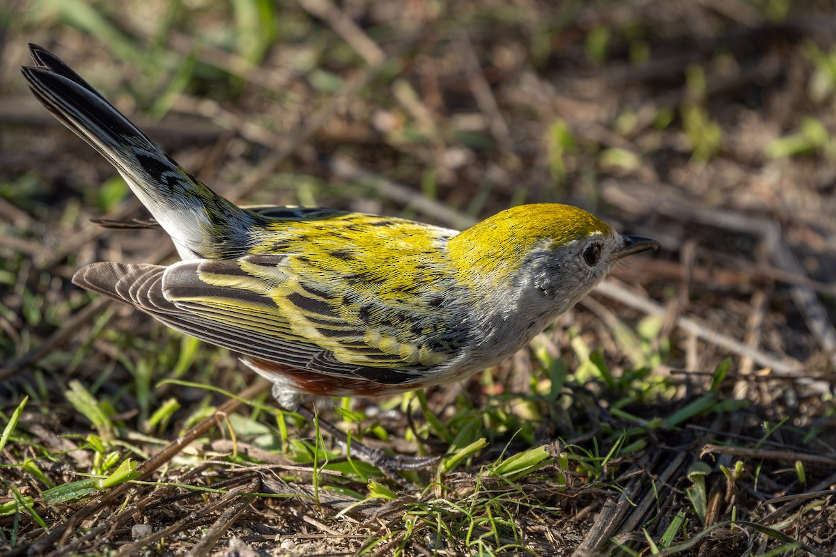 Chestnut-sided Warbler - ML646624566