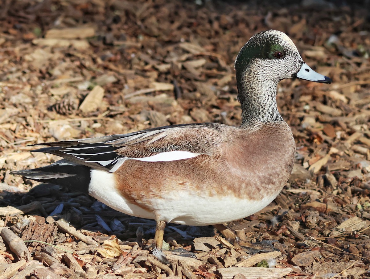 hvízdák americký - ML646624571