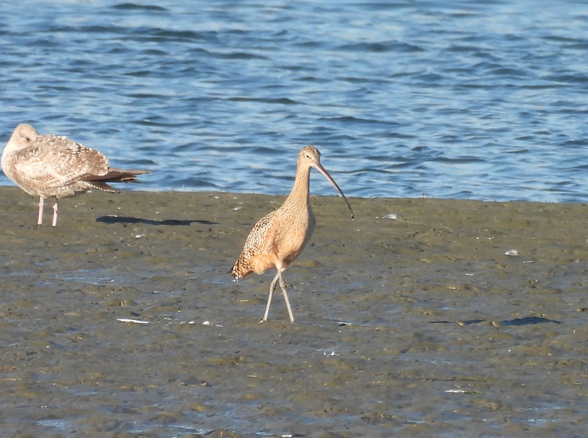 Zarapito Americano - ML646624574