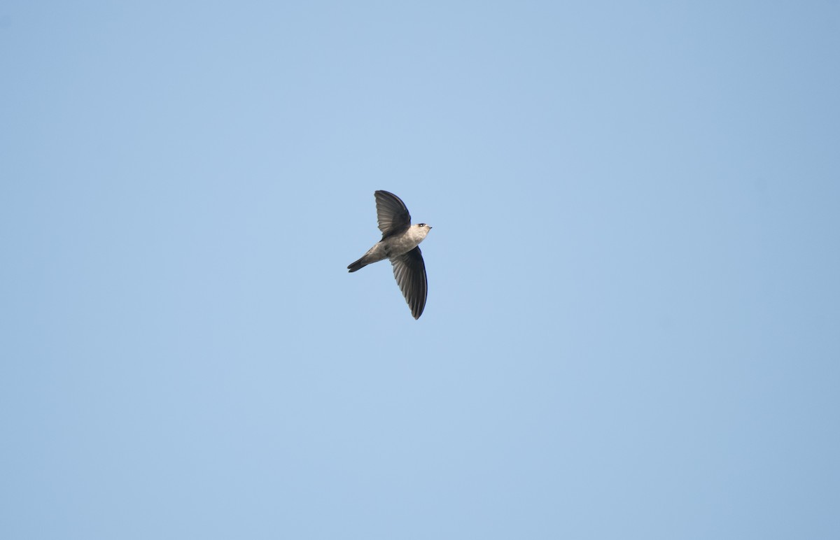 Indian Swiftlet - ML646624577