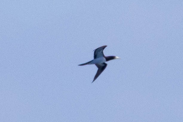 Fou brun - ML646624579