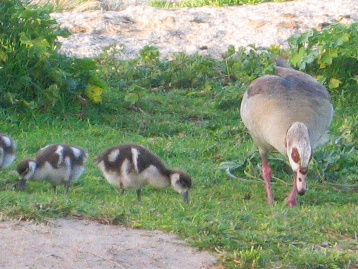 Egyptian Goose - ML646624581