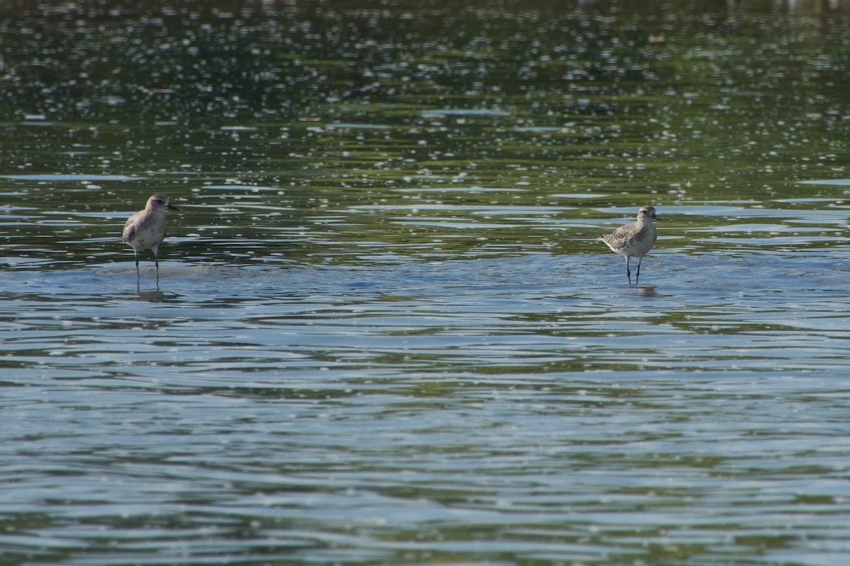 Kiebitzregenpfeifer - ML646624582