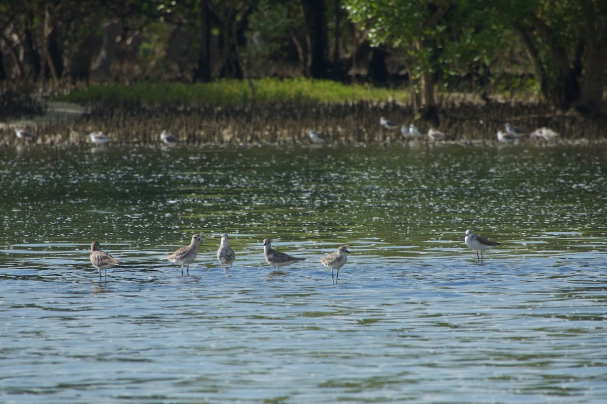 Black-bellied Plover - ML646624583