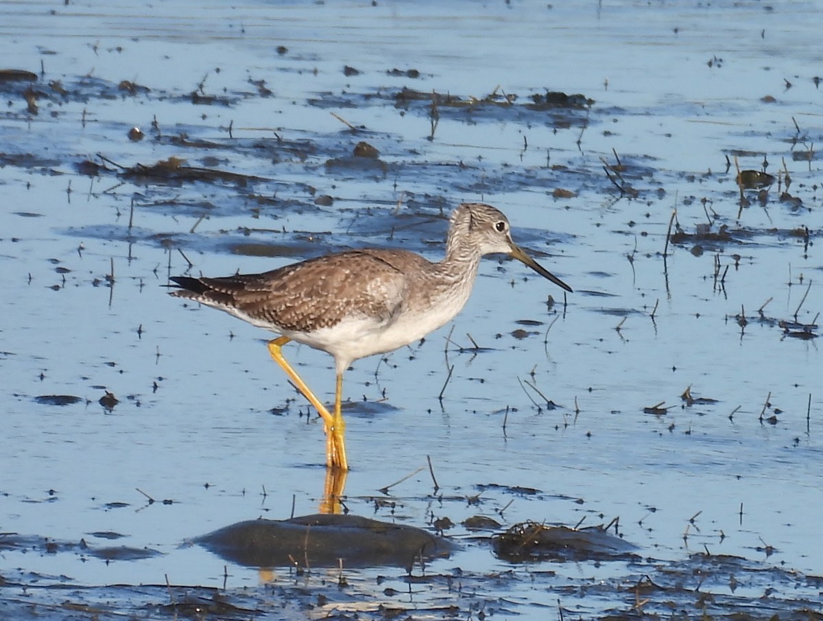 Archibebe Patigualdo Grande - ML646624586