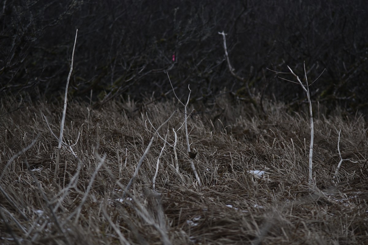 Pasifik Çıtkuşu - ML646624588