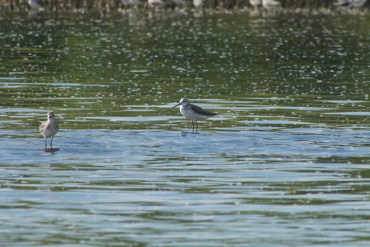 Grünschenkel - ML646624590