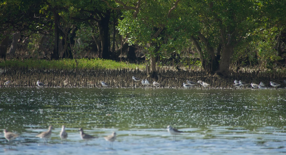 Grünschenkel - ML646624591