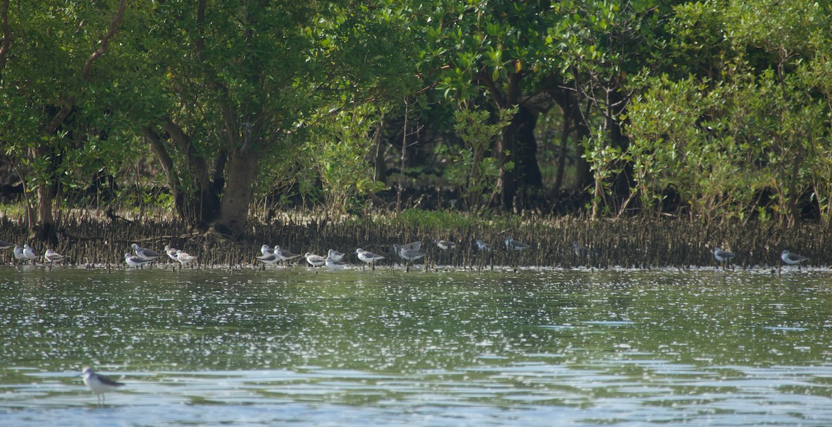 Grünschenkel - ML646624592