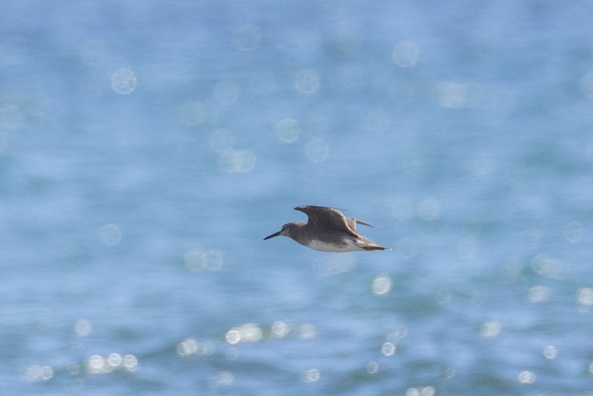 Chevalier errant - ML646624594