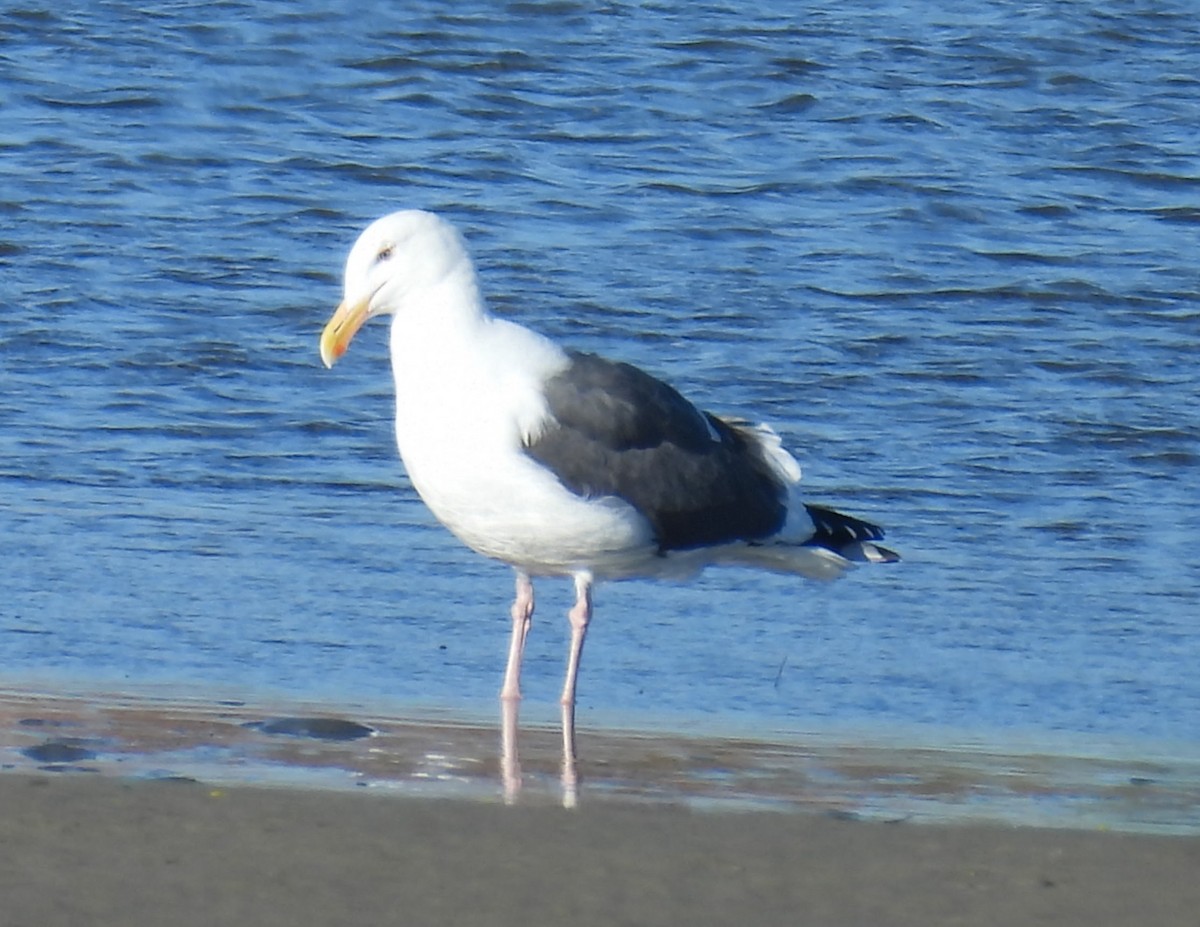 Gaviota Occidental - ML646624597