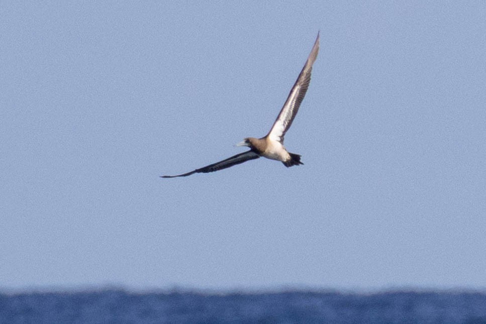 Fou brun - ML646624598