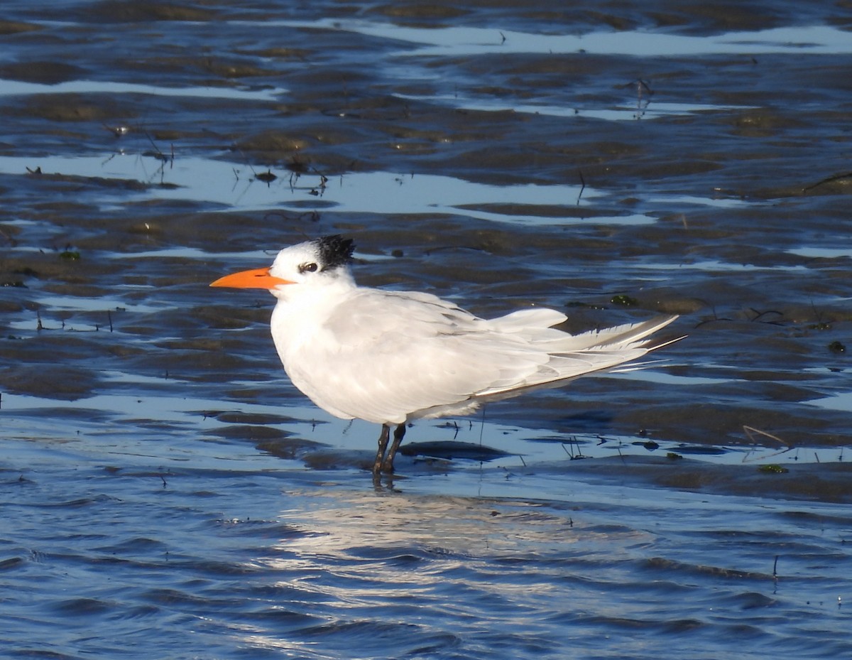 Charrán Real Americano - ML646624600