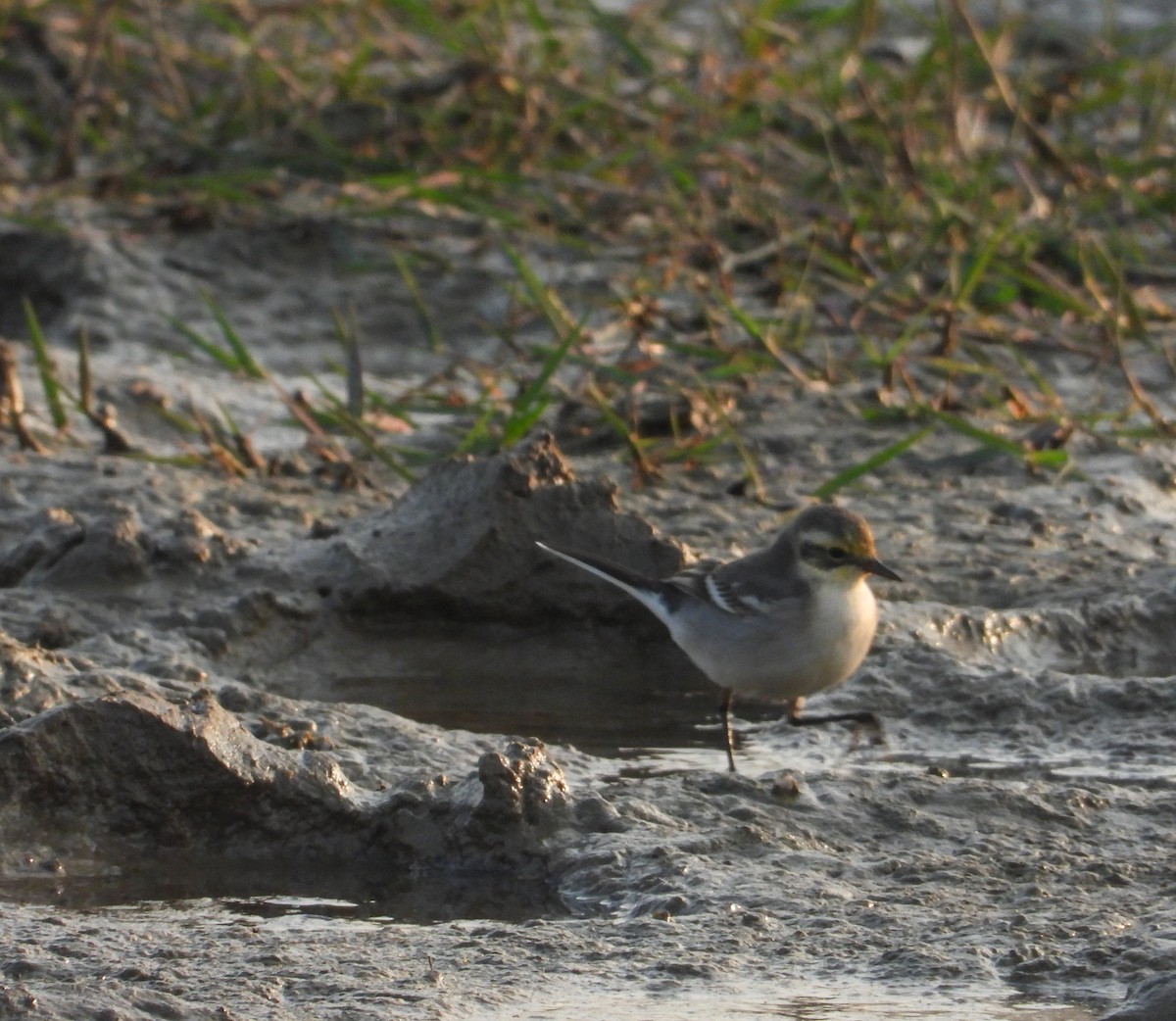 Sarı Başlı Kuyruksallayan - ML646624601