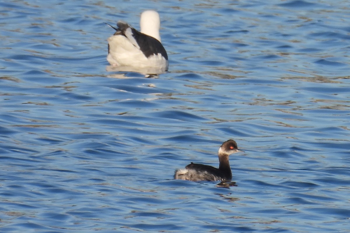 Grèbe à cou noir - ML646624602