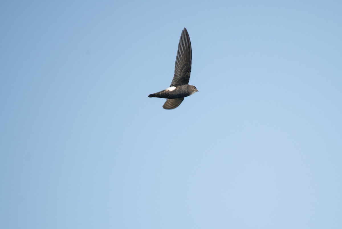 Little Swift - ML646624606