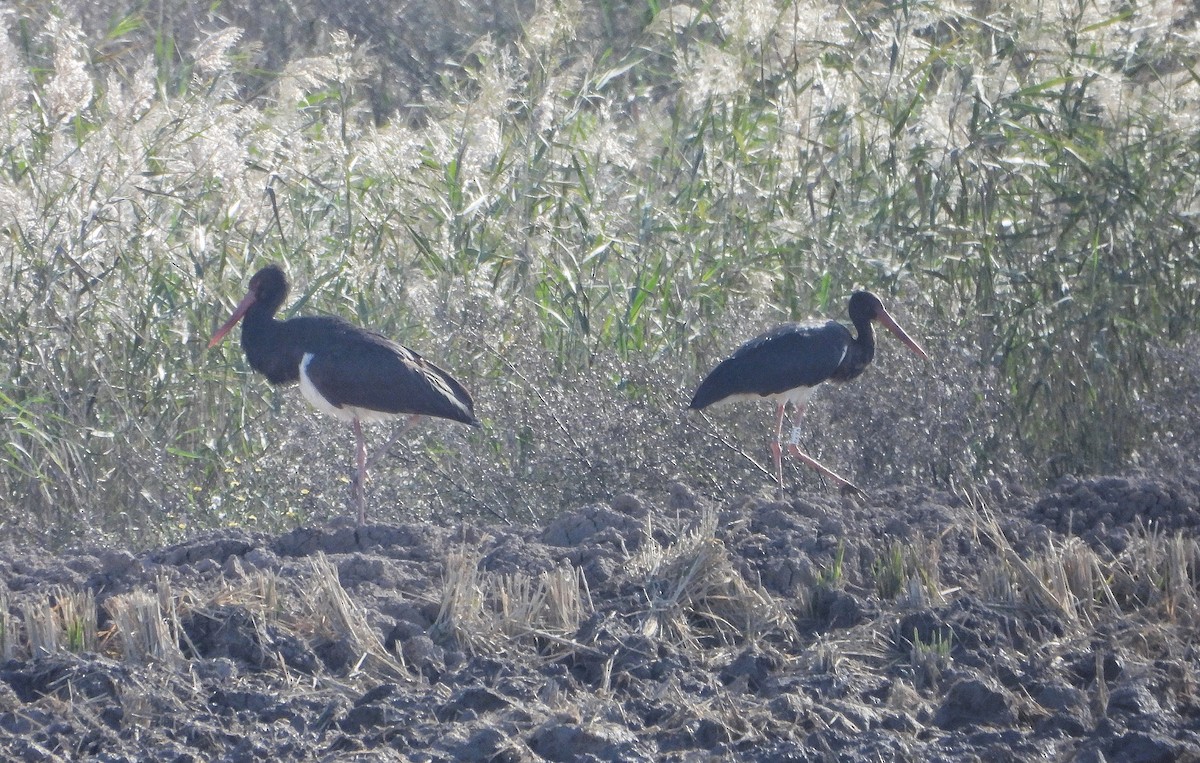 Schwarzstorch - ML646624607