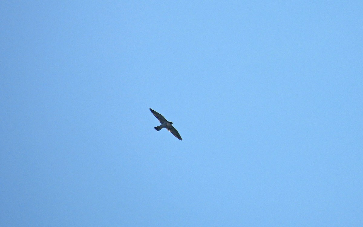 Peregrine Falcon - ML646624609
