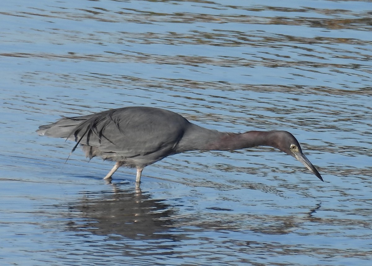 Garceta Azul - ML646624610