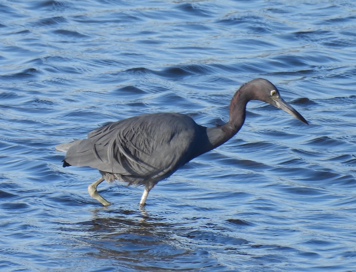 Garceta Azul - ML646624611