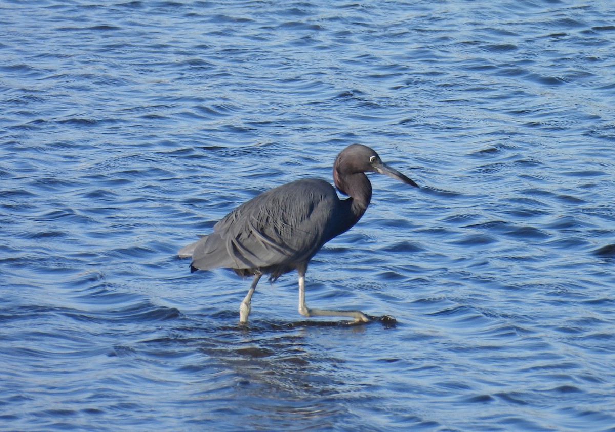 Garceta Azul - ML646624612