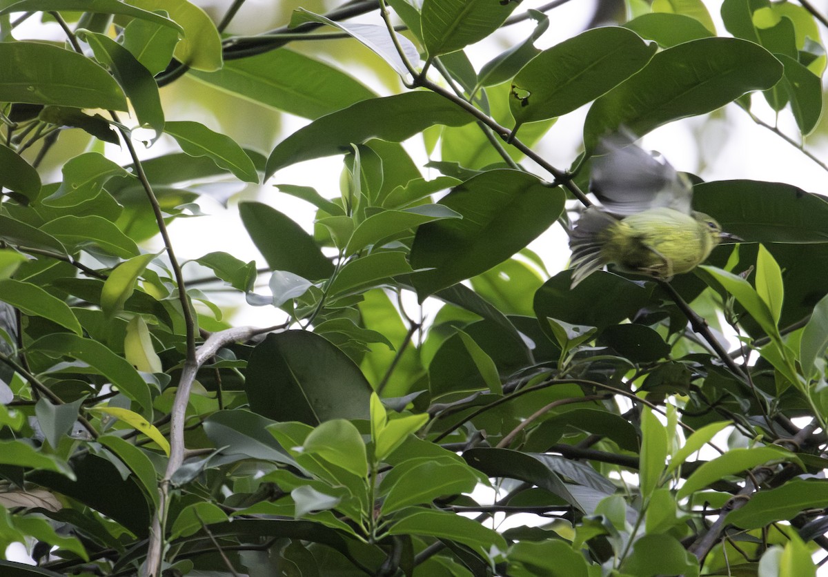 Yakut Yanaklı Nektarkuşu - ML646624613