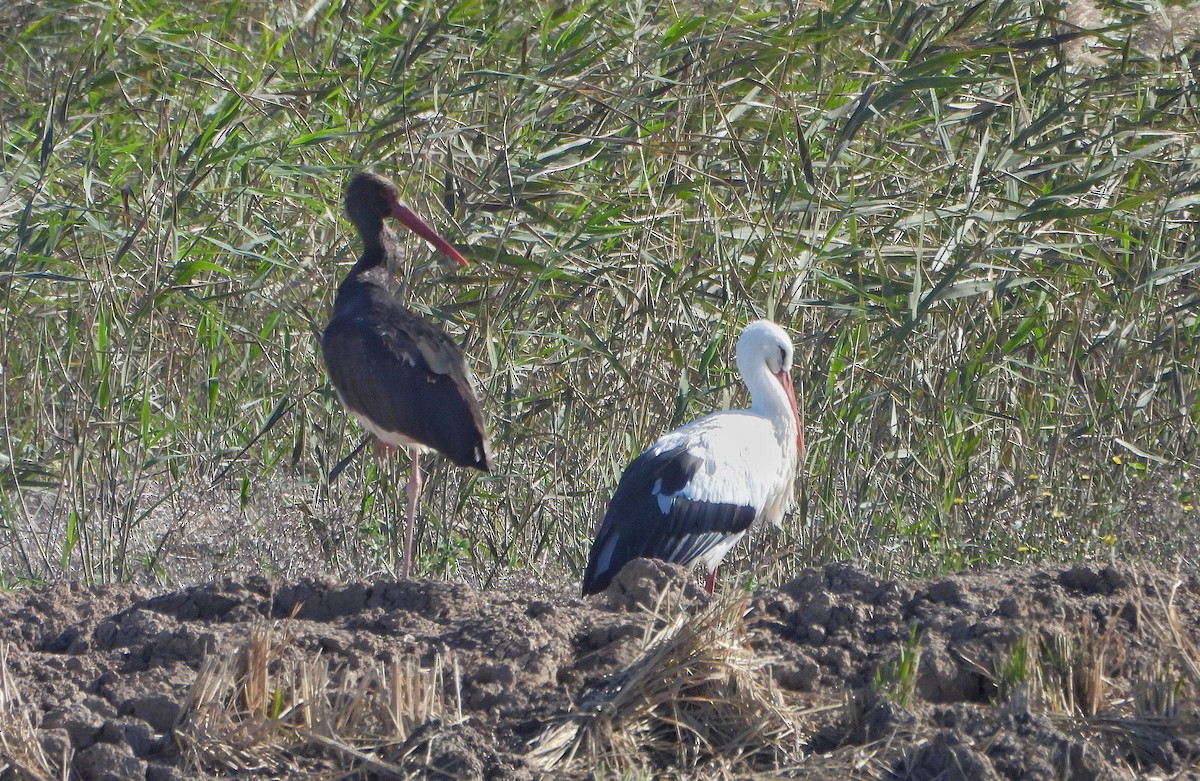 Schwarzstorch - ML646624615