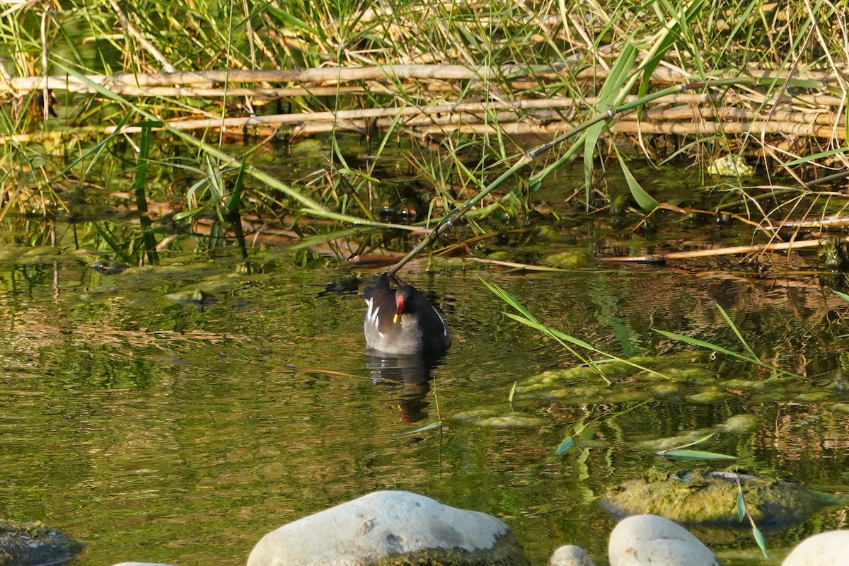 Eurasian Moorhen - ML646624617