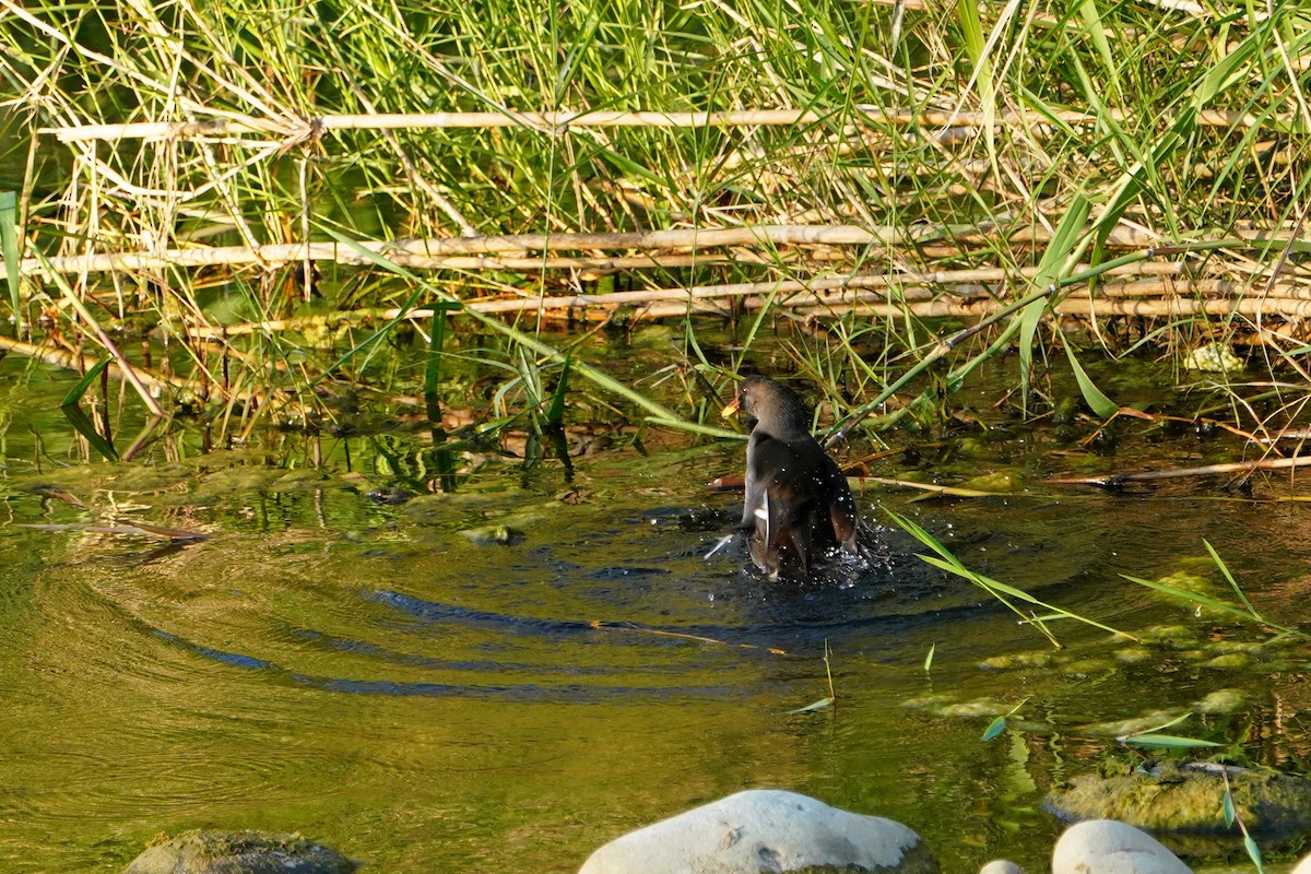 Eurasian Moorhen - ML646624618