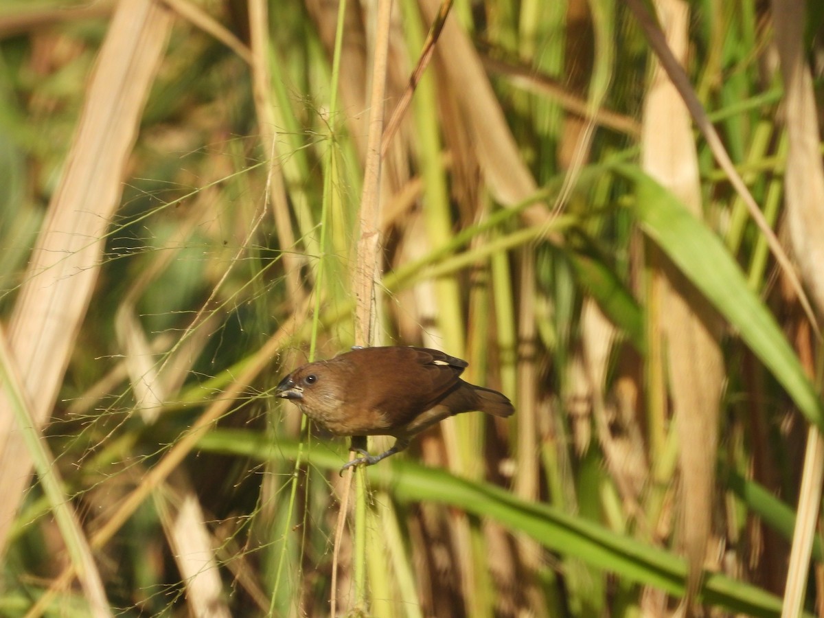 Scaly-breasted Munia - ML646624619