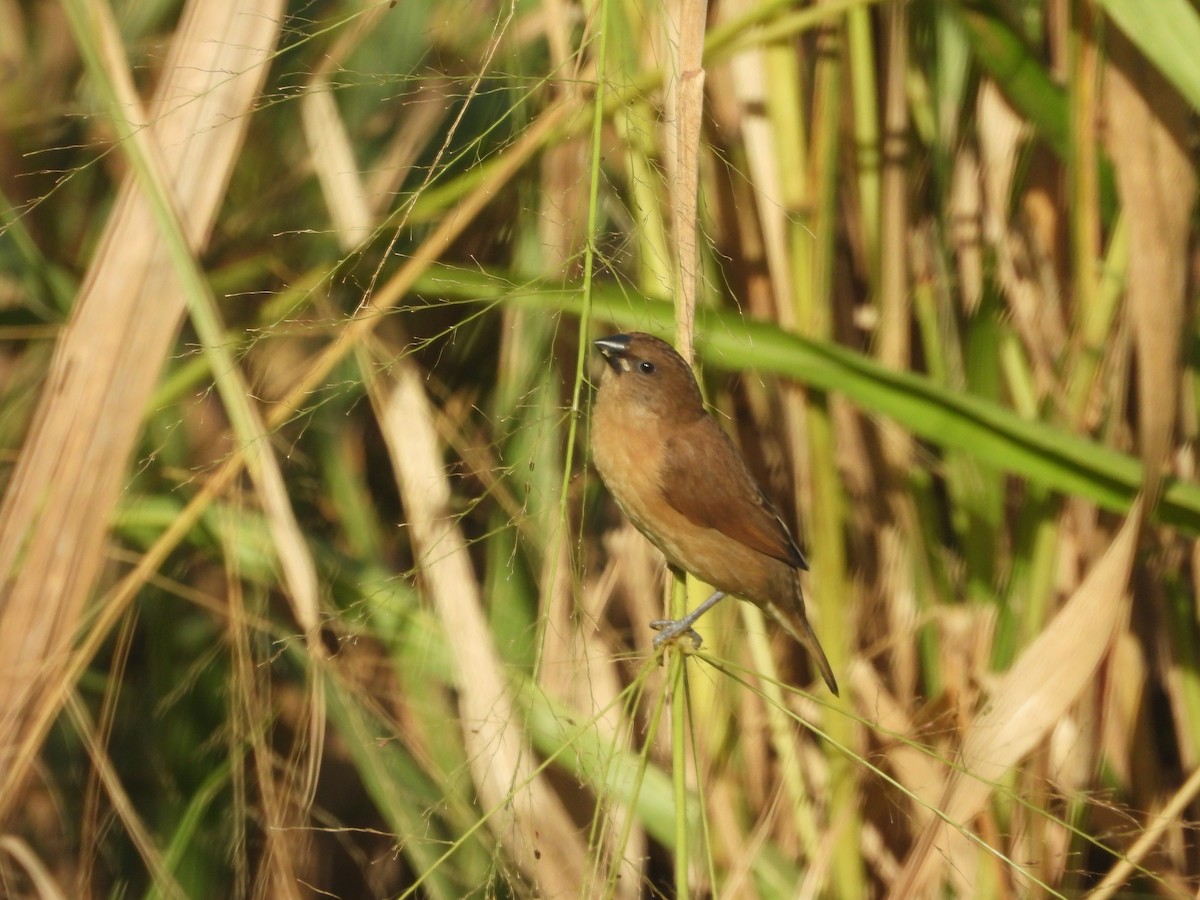 Scaly-breasted Munia - ML646624620