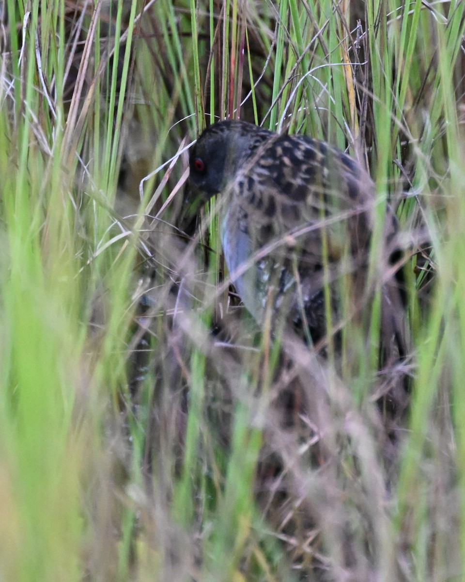 ナンベイヒメクイナ - ML646624622