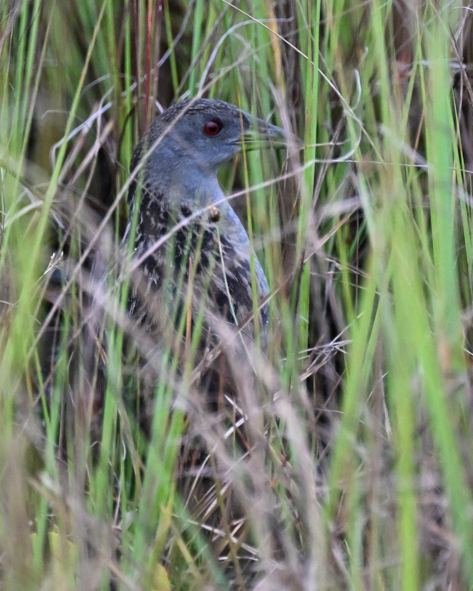 ナンベイヒメクイナ - ML646624623