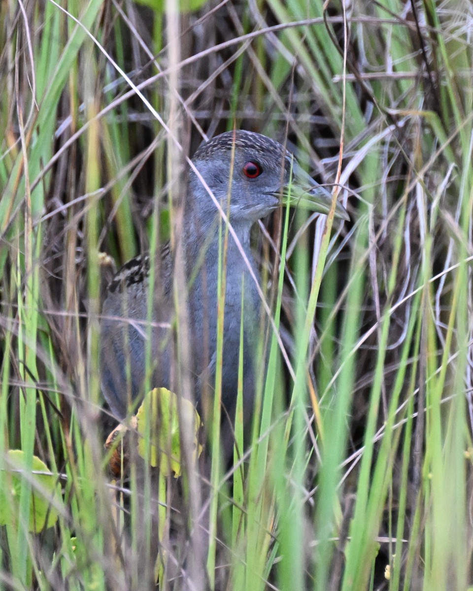 ナンベイヒメクイナ - ML646624624