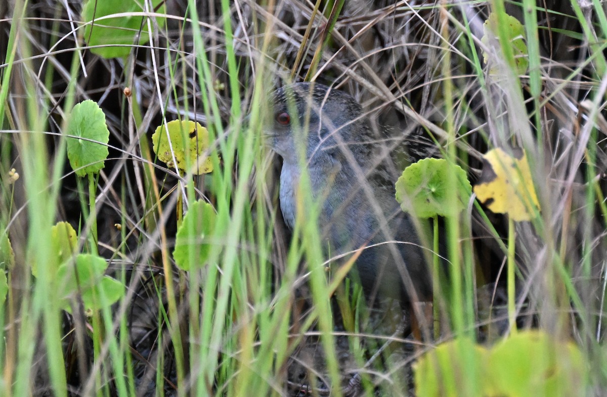 ナンベイヒメクイナ - ML646624625