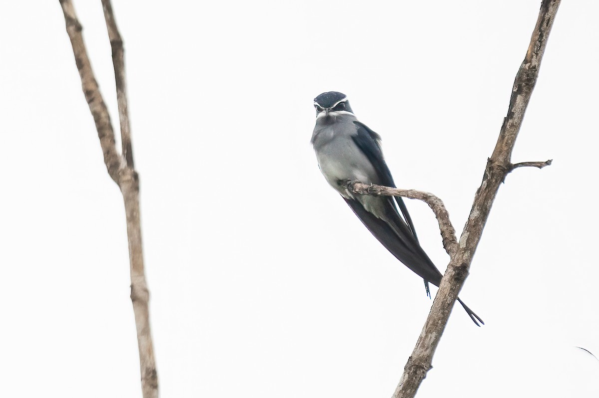 Усатый клехо - ML646624626