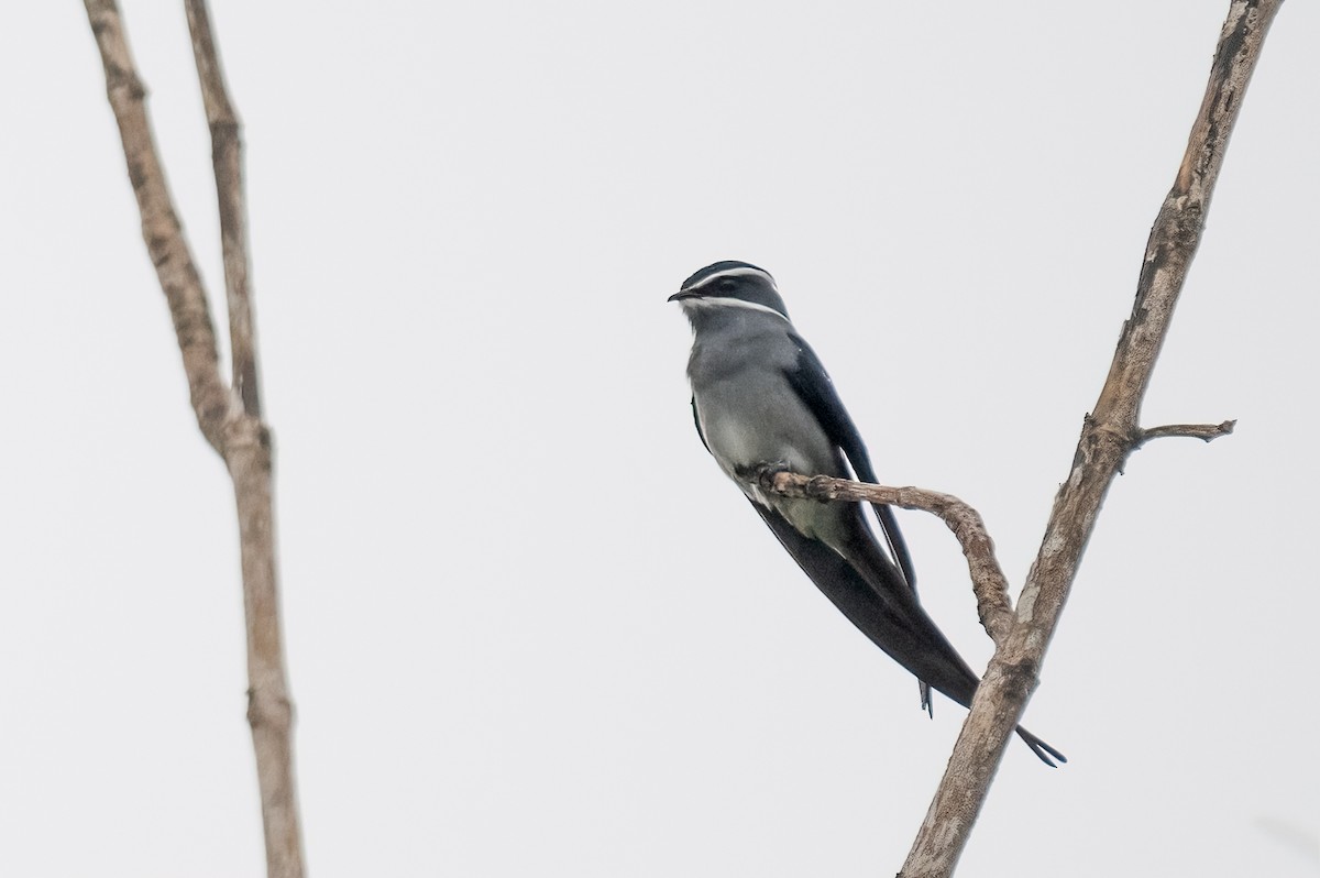 Усатый клехо - ML646624627