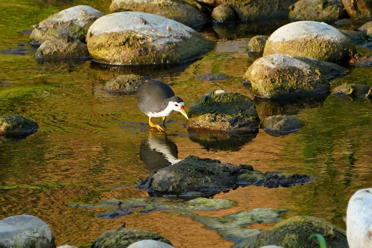 White-breasted Waterhen - ML646624628