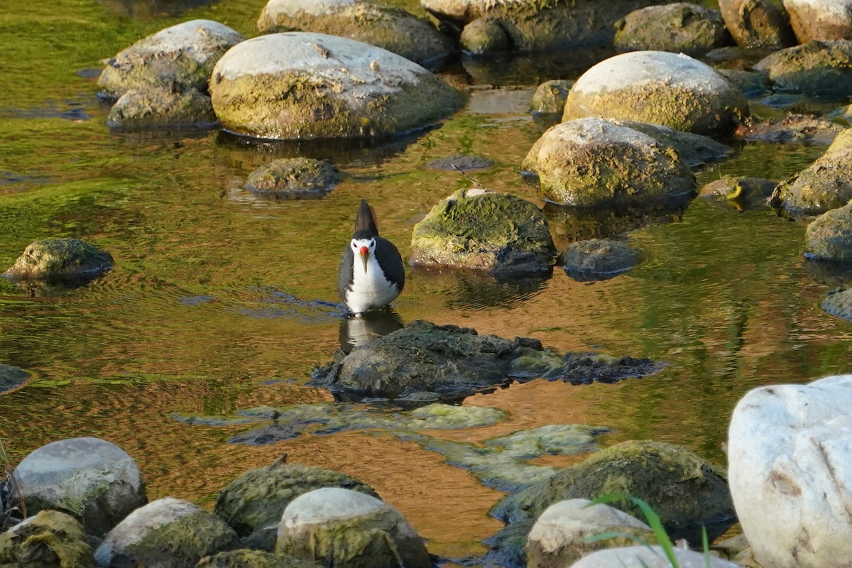 White-breasted Waterhen - ML646624629