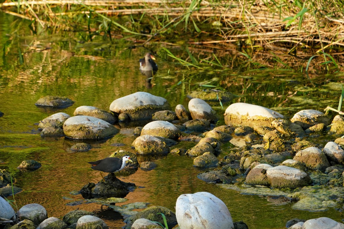 White-breasted Waterhen - ML646624630