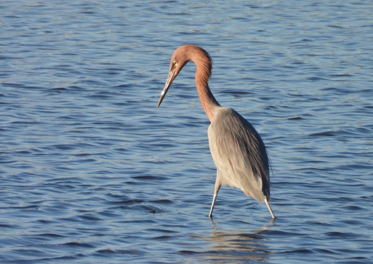 Garceta Rojiza - ML646624633