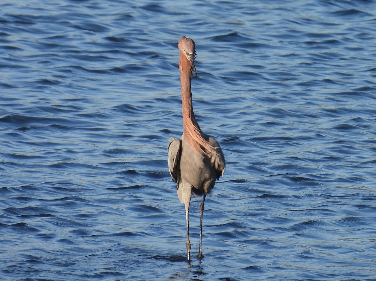 Garceta Rojiza - ML646624634