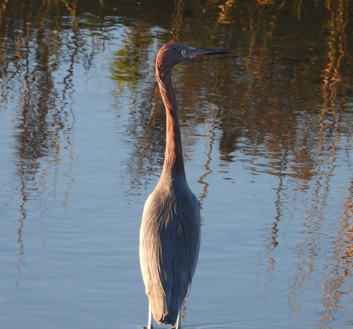 Garceta Rojiza - ML646624635