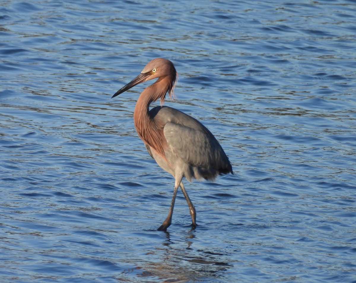 Garceta Rojiza - ML646624636