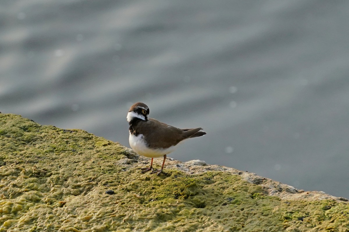 Little Ringed Plover - ML646624638