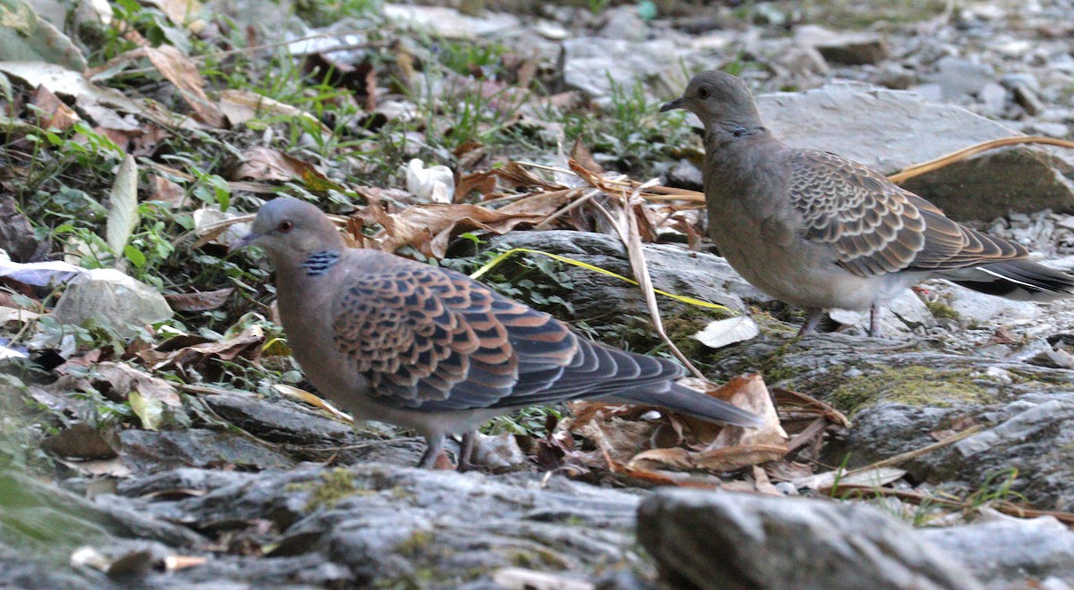 Orientturteltaube - ML646624639