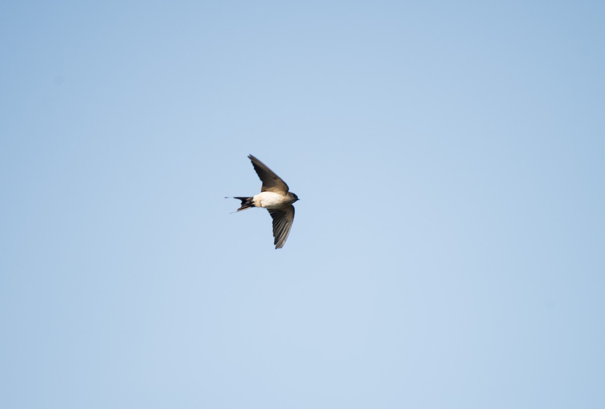 Монгол хараацай - ML646624640