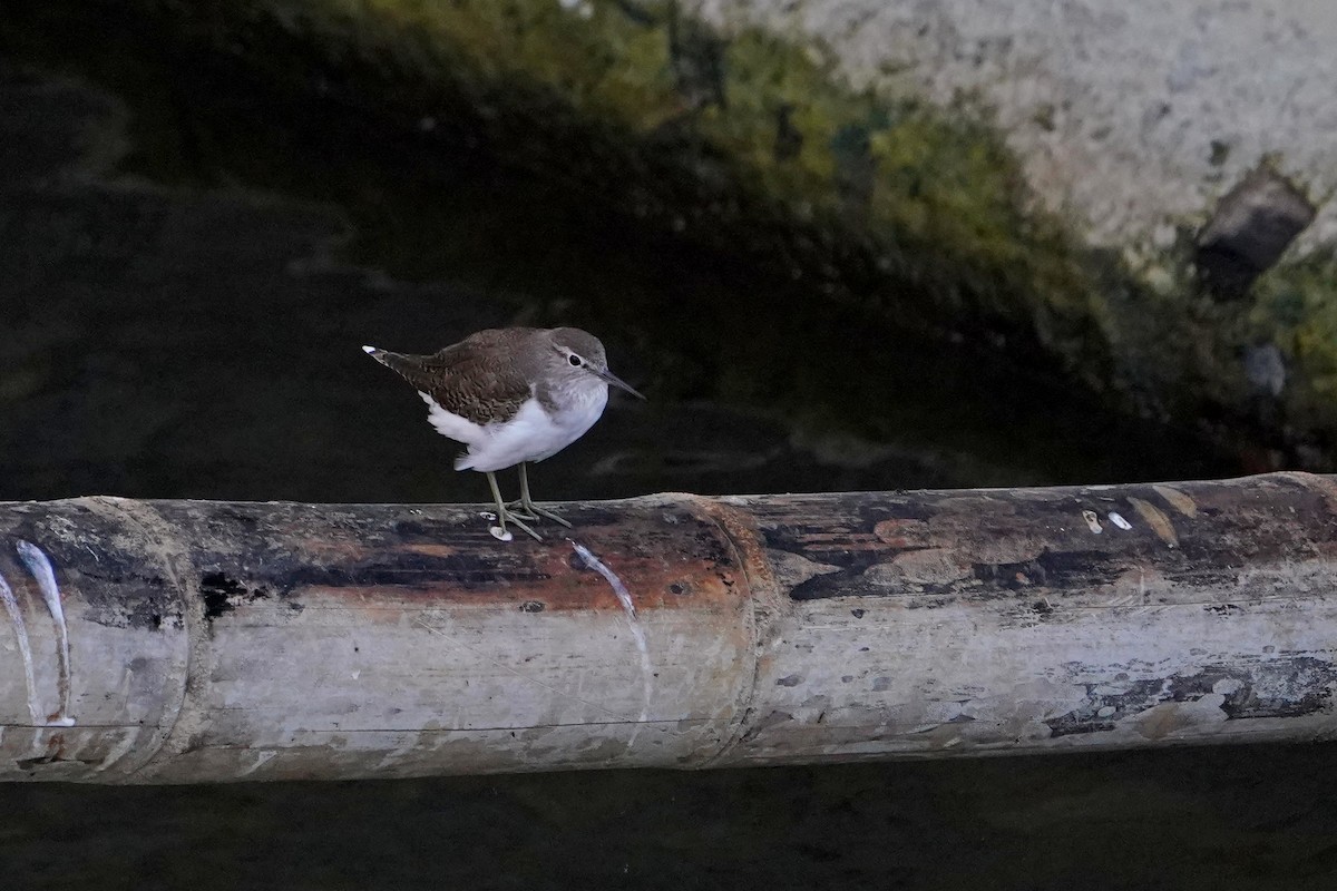 Common Sandpiper - ML646624641