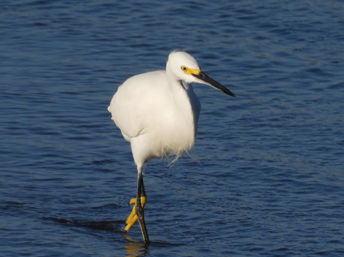 Garceta Nívea - ML646624645