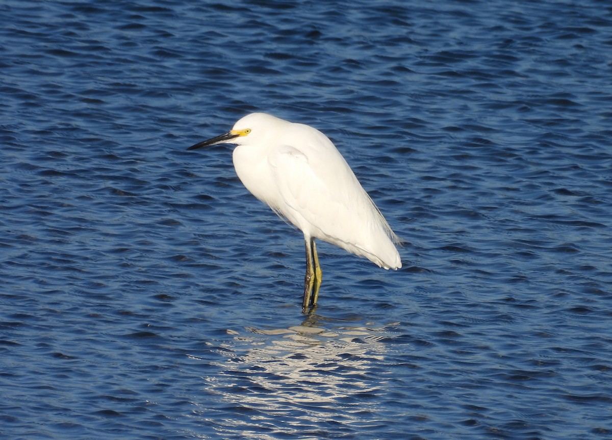 Garceta Nívea - ML646624646